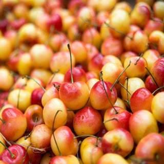 Double-Cherry Twist Tree - 2 varieties of cherries growing on 1 tree! (2 years old and 3-4 feet tall.)