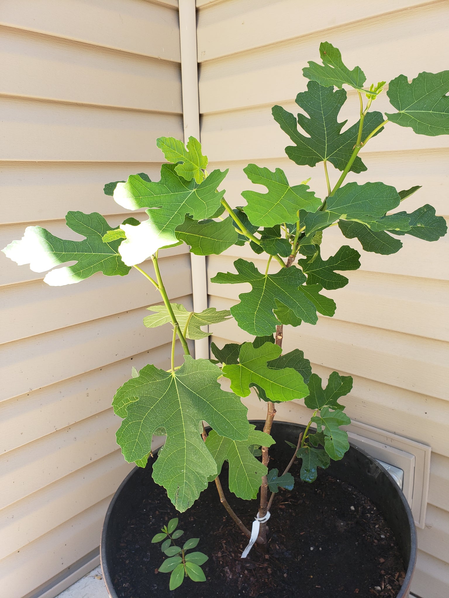 Figl Tree 1 gal. Chicago Hardy Fig Tree - Among the hardiest fig trees! – Online ...