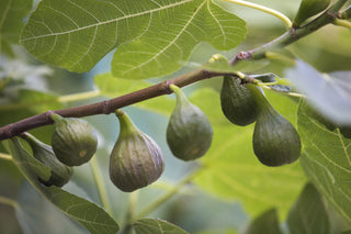 1 gal. Chicago Hardy Fig Tree - Among the hardiest fig trees!