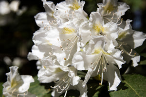 Chionoides Rhododendron Shrub (1 Gal)- Bell shaped snow-white blossoms blanket this compact shrub!