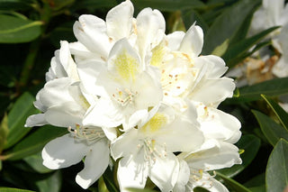 Chionoides Rhododendron Shrub (1 Gal)- Bell shaped snow-white blossoms blanket this compact shrub!