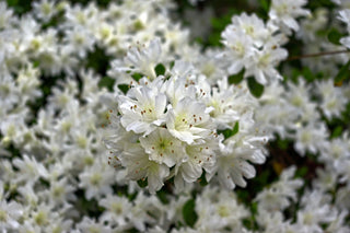Chionoides Rhododendron Shrub (1 Gal)- Bell shaped snow-white blossoms blanket this compact shrub!