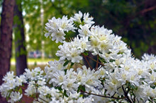 Chionoides Rhododendron Shrub (1 Gal)- Bell shaped snow-white blossoms blanket this compact shrub!