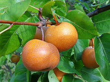 Dwarf Chojuro Asian Pear Tree - Humongous butterscotch flavored fruit! (2 years old and 3-4 feet tall.)