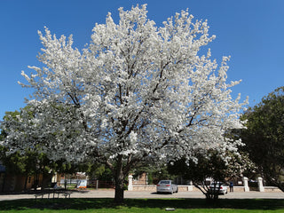 Cleveland Flowering Pear - Earliest white blossoms of spring! (2 years old and 3-4 feet tall.)