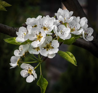 Cleveland Flowering Pear - Earliest white blossoms of spring! (2 years old and 3-4 feet tall.)