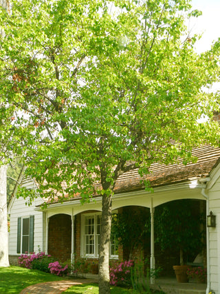 Cleveland Flowering Pear - Earliest white blossoms of spring! (2 years old and 3-4 feet tall.)
