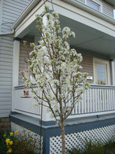 Cleveland Flowering Pear - Earliest white blossoms of spring! (2 years old and 3-4 feet tall.)