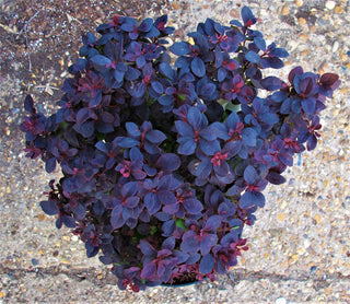 1 Gal. Concorde Barberry Shrub with Deep Maroon Foliage and Compact Size