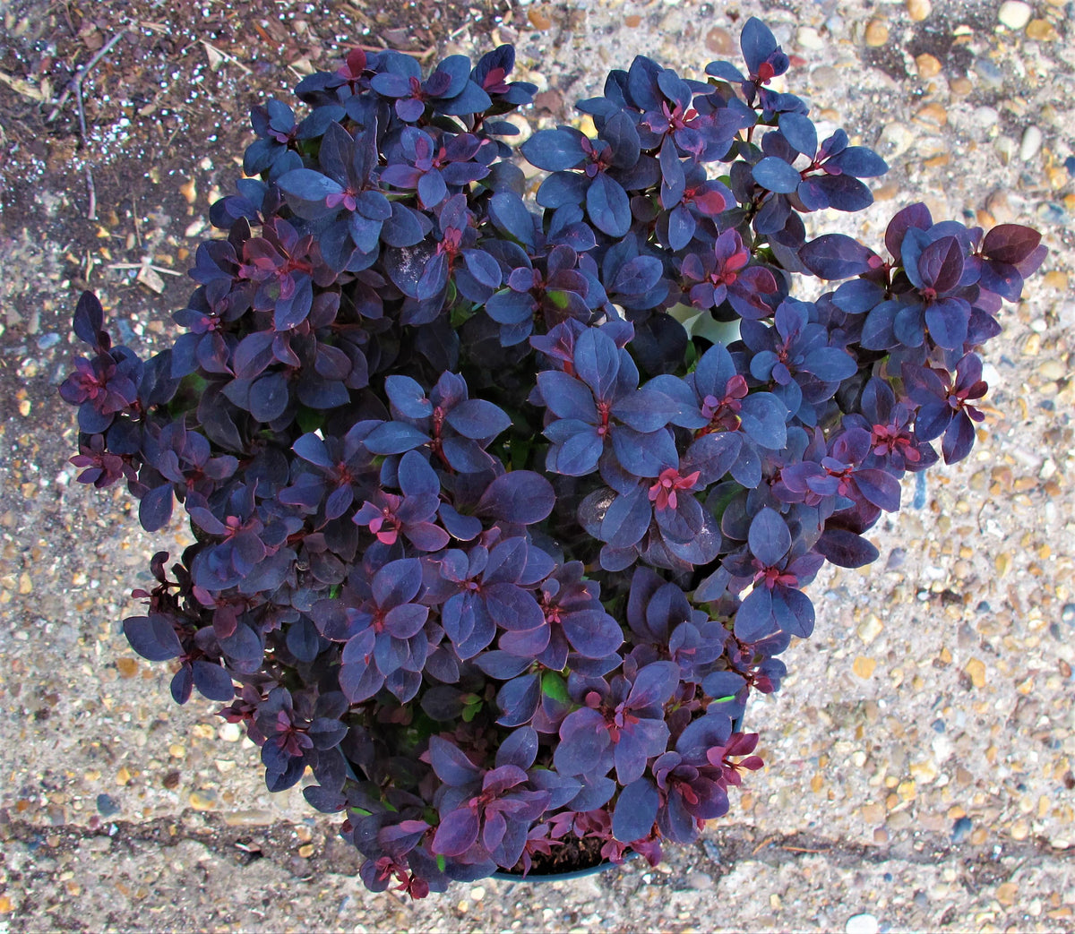 1 Gal. Concorde Barberry Shrub with Deep Maroon Foliage and Compact Si