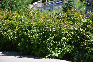 Copper Bush Honeysuckle (1 Gallon) - Brilliant yellow, nectar-filled flowers among copper and green leaves.