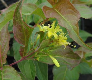 Copper Bush Honeysuckle (1 Gallon) - Brilliant yellow, nectar-filled flowers among copper and green leaves.