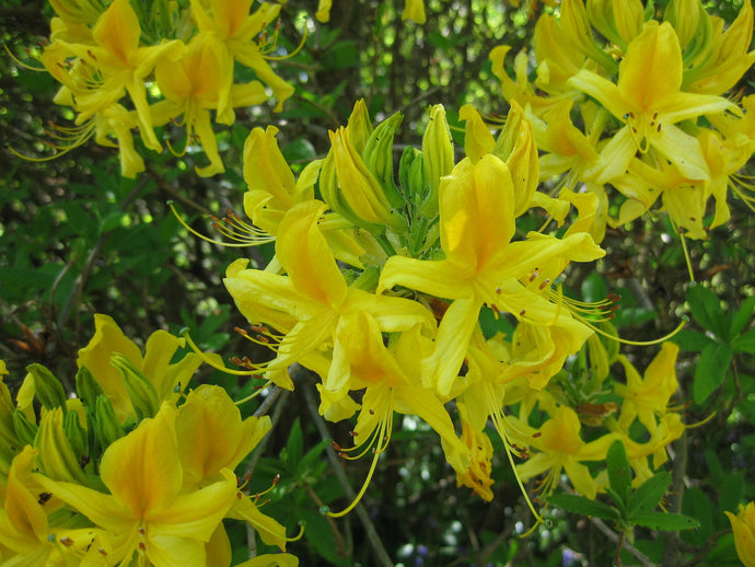 Copper Bush Honeysuckle (1 Gallon) - Brilliant yellow, nectar-filled flowers among copper and green leaves.