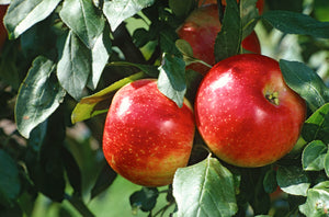 Semi-Dwarf Cortland Apple Tree - One of the slowest to brown after slicing! (2 years old and 3-4 feet tall.)