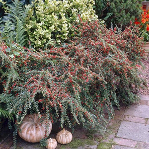 Cranberry Cotoneaster (1 Gallon) - This true multipurpose shrub displays a different color for every season!