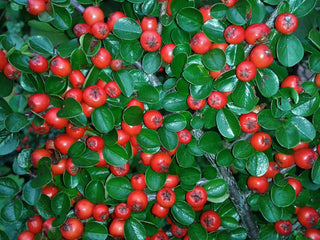 Cranberry Cotoneaster (1 Gallon) - This true multipurpose shrub displays a different color for every season!