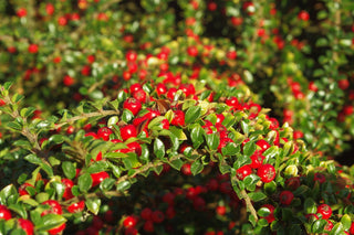 Cranberry Cotoneaster (1 Gallon) - This true multipurpose shrub displays a different color for every season!