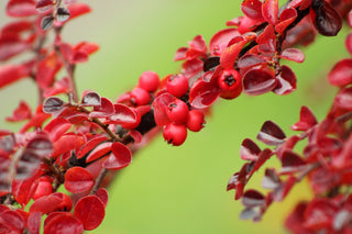 Cranberry Cotoneaster (1 Gallon) - This true multipurpose shrub displays a different color for every season!