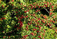 Cranberry Cotoneaster (1 Gallon) - This true multipurpose shrub displays a different color for every season!