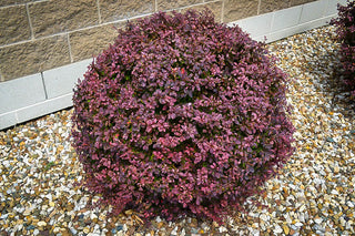 Crimson Pygmy Dwarf Japanese Barberry (1 Gallon) - Rich purple foliage, compact growth, beautiful red berries!
