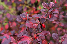 Crimson Pygmy Dwarf Japanese Barberry (1 Gallon) - Rich purple foliage, compact growth, beautiful red berries!