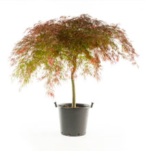 3 Gal. Crimson Queen Dwarf Japanese Maple Tree with Attractive Crimson Foliage and Weeping Limbs