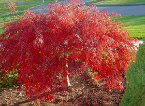 3 Gal. Crimson Queen Dwarf Japanese Maple Tree with Attractive Crimson Foliage and Weeping Limbs