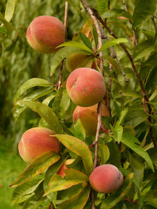 Curlfree Peach Tree - Easiest growing peaches available today! (2 years old and 3-4 feet tall.)