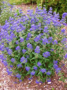 1 Gal. Dark Knight Bluebeard Flowering Shrub with Highly Fragrant Deep Blue Late Summer Blossoms