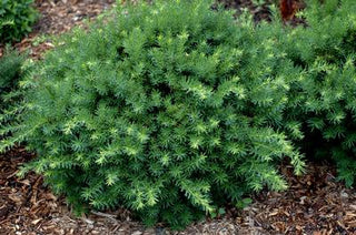 Dense Spreading Yew (1 Gallon) - This classic massive shrub can now be used as a small specimen plant!