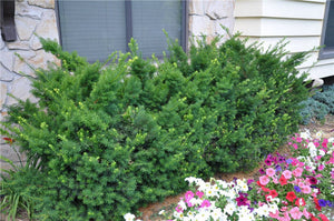 Dense Spreading Yew (1 Gallon) - This classic massive shrub can now be used as a small specimen plant!