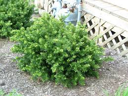 Dense Spreading Yew (1 Gallon) - This classic massive shrub can now be used as a small specimen plant!