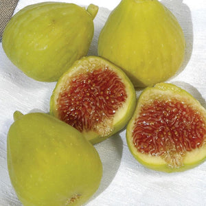 1 gal. Desert King Fig Tree - Strawberry jam flesh, heat and drought resistant