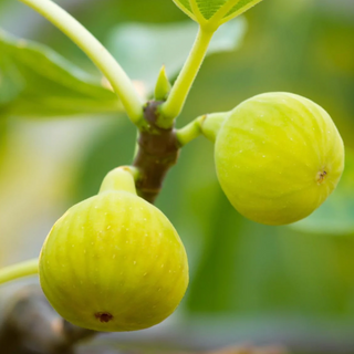 1 gal. Desert King Fig Tree - Strawberry jam flesh, heat and drought resistant