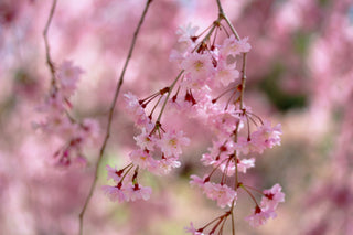 Double Pink Weeping Cherry Blossom Tree - Bright pink blossoms cascade down like a cherry blossom waterfall.  (2 years old and 4 feet tall.)
