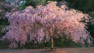 Double Pink Weeping Cherry Blossom Tree - Bright pink blossoms cascade down like a cherry blossom waterfall.  (2 years old and 4 feet tall.)