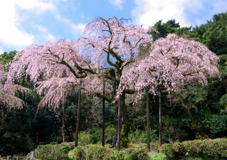 Double Pink Weeping Cherry Blossom Tree - Bright pink blossoms cascade down like a cherry blossom waterfall.  (2 years old and 4 feet tall.)
