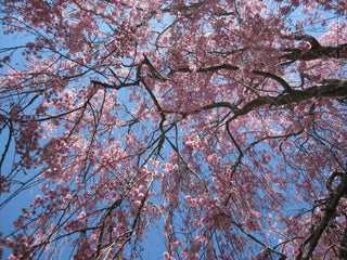 Double Pink Weeping Cherry Blossom Tree - Bright pink blossoms cascade down like a cherry blossom waterfall.  (2 years old and 4 feet tall.)