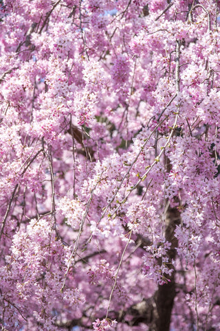 Double Pink Weeping Cherry Blossom Tree - Bright pink blossoms cascade down like a cherry blossom waterfall.  (2 years old and 4 feet tall.)
