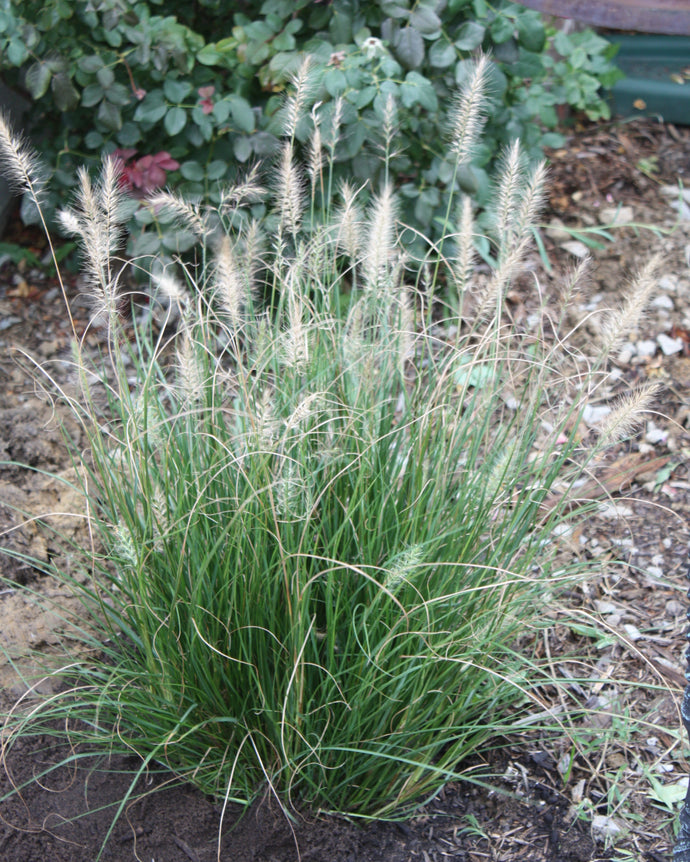 1 Gal. Dwarf Fountain Grass - Widely Adaptable Compact Grass, Blooms a Vivid Pinkish-Purple Color