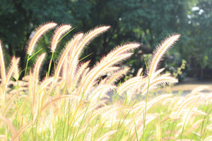 1 Gal. Dwarf Fountain Grass - Widely Adaptable Compact Grass, Blooms a Vivid Pinkish-Purple Color