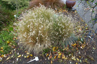 1 Gal. Dwarf Fountain Grass - Widely Adaptable Compact Grass, Blooms a Vivid Pinkish-Purple Color