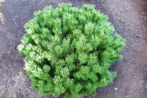 1 Gal. Dwarf Mountain Pine Mugo Shrub