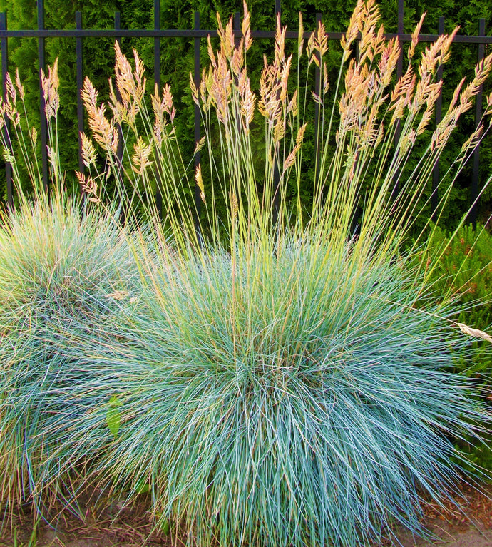 1 Gal. Elijah Blue Fescue Grass - Icy Blue Ornamental Grass Adds Gorgeous Color to Any Landscape