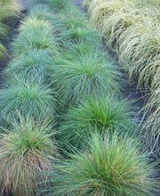 1 Gal. Elijah Blue Fescue Grass - Icy Blue Ornamental Grass Adds Gorgeous Color to Any Landscape