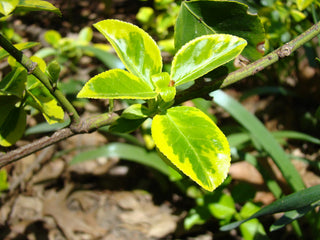 Golden-Tipped Wintercreeper Euonymus (1 Gallon) - Compact evergolden shrub, emerald leaves trimmed with gold edges!