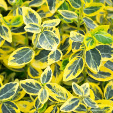 Golden-Tipped Wintercreeper Euonymus (1 Gallon) - Compact evergolden shrub, emerald leaves trimmed with gold edges!