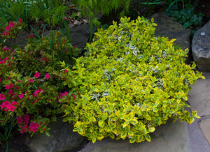 Golden-Tipped Wintercreeper Euonymus (1 Gallon) - Compact evergolden shrub, emerald leaves trimmed with gold edges!