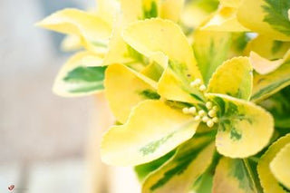 Golden-Tipped Wintercreeper Euonymus (1 Gallon) - Compact evergolden shrub, emerald leaves trimmed with gold edges!