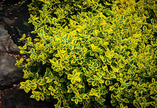Golden-Tipped Wintercreeper Euonymus (1 Gallon) - Compact evergolden shrub, emerald leaves trimmed with gold edges!